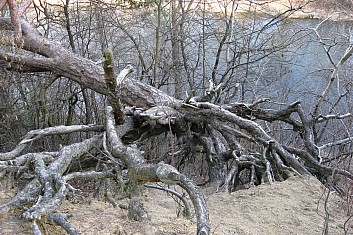 Padlá sosna nad Bečvou (VČ)