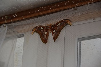 Jeden z obyvatelů motýlího domu v Žírovicích (IČ)