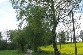 Cesta má přede mnou v dáli mizí ... (VČ)