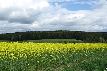 Tady to také žlutě kvete (VČ)