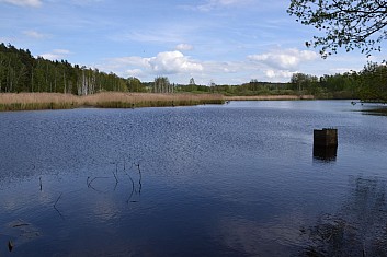 Rybník Březák u žlutě značené okružní stezky (IČ)