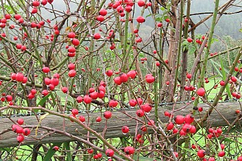 Posel podzimu (VČ)