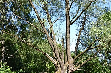 Vrba pamětnice u studánky pod Svincem (IČ)