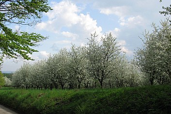 Kvetoucí sady na Mužském (VČ)