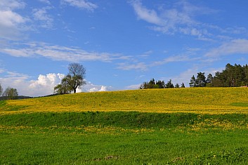 Pampelišková louka u Branžeže (IČ)