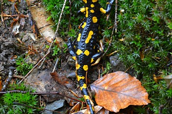 Obyvatel vlhkého údolí - mlok skvrnitý (salamandra salamandra) (IČ)