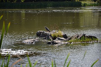 Na kameni sedí volavka popelavá (IČ)