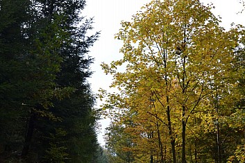 Tady je cesta poněkud betonová (IČ)