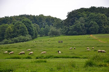 Ovečky na úbočí vrchu Jedle (IČ)