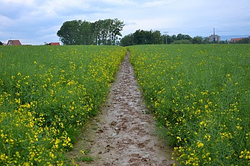 Cesta byla velmi blátivá ... (IČ)