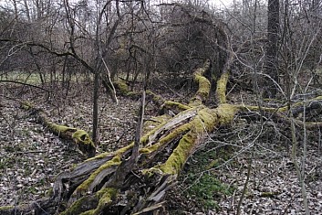 A také tlející torza stromů