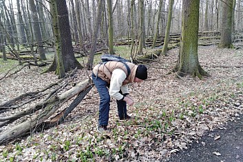 Také se dalo najít něco k snědku - medvědí česnek!